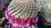 Mammillaria huitzilopohctli