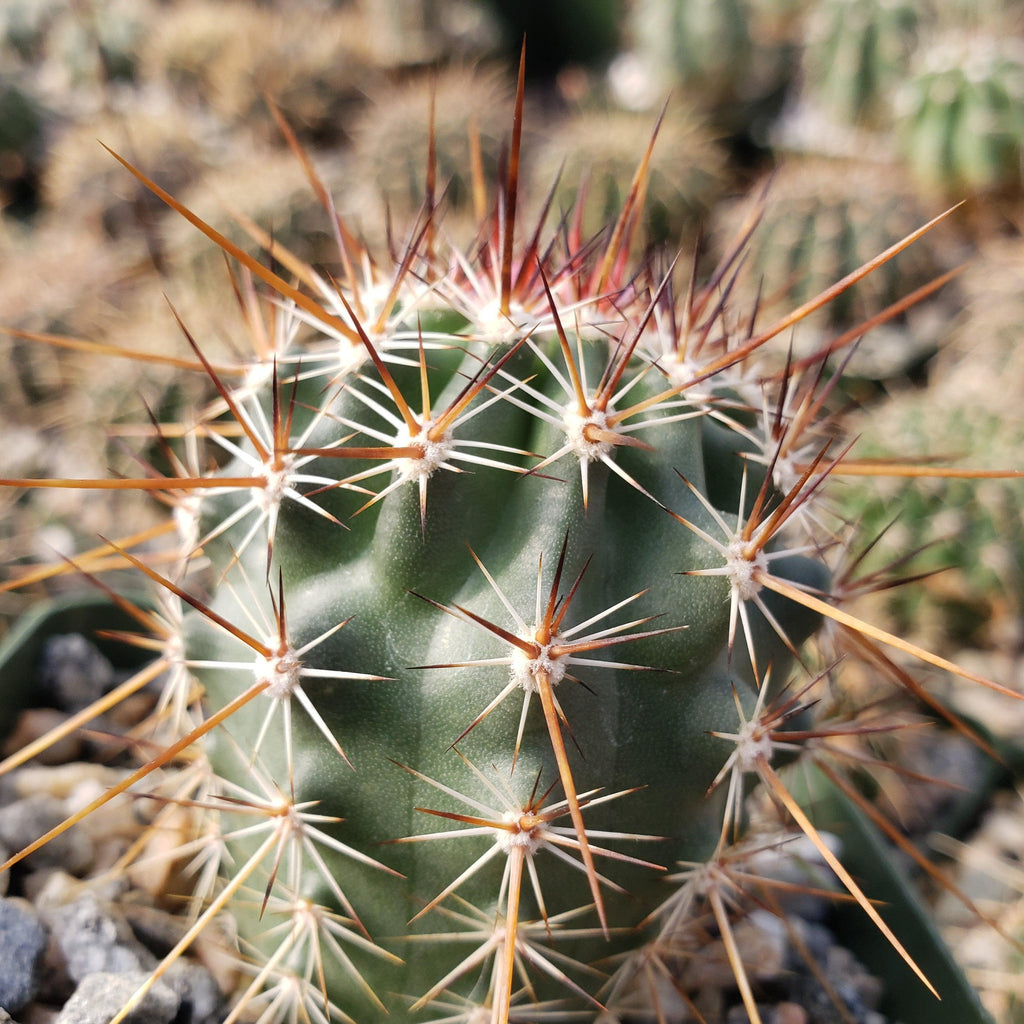 Echinocereus ferreirianus