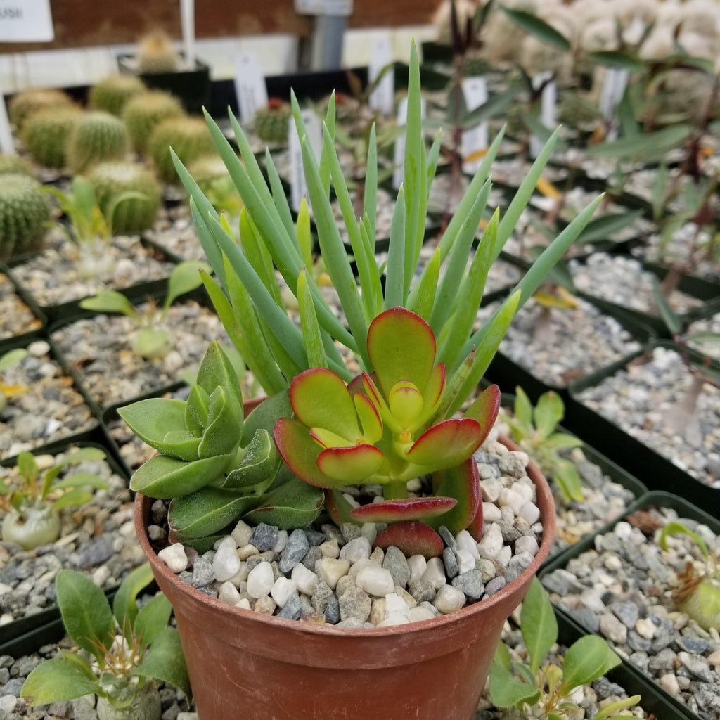 Succulent Garden Arrangement