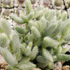 Delosperma echinatum variegata pickle plant