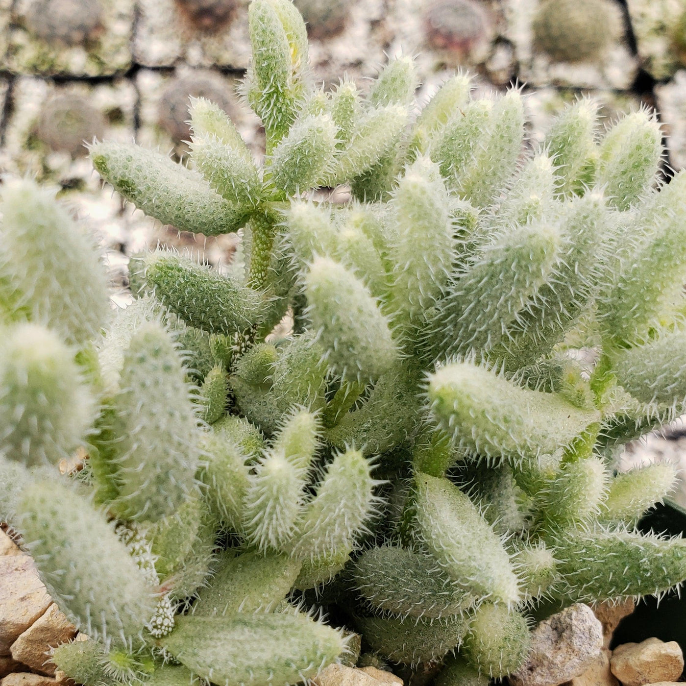 pickle plant succulent flower Grab Delosperma Echinatum Variegata | Pickle Plant