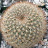 Rebutia Narvaecensis