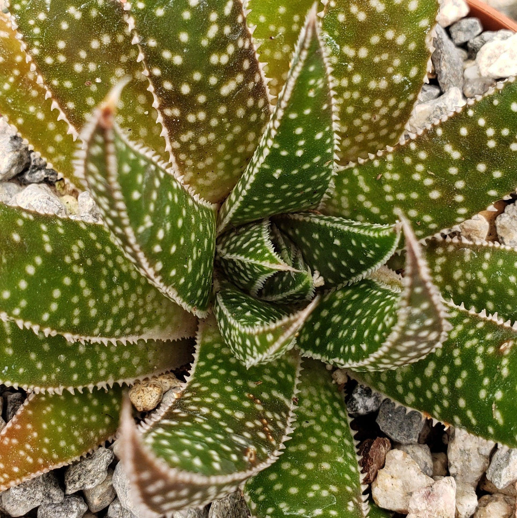 Gasteraloe beguinii lizard tail
