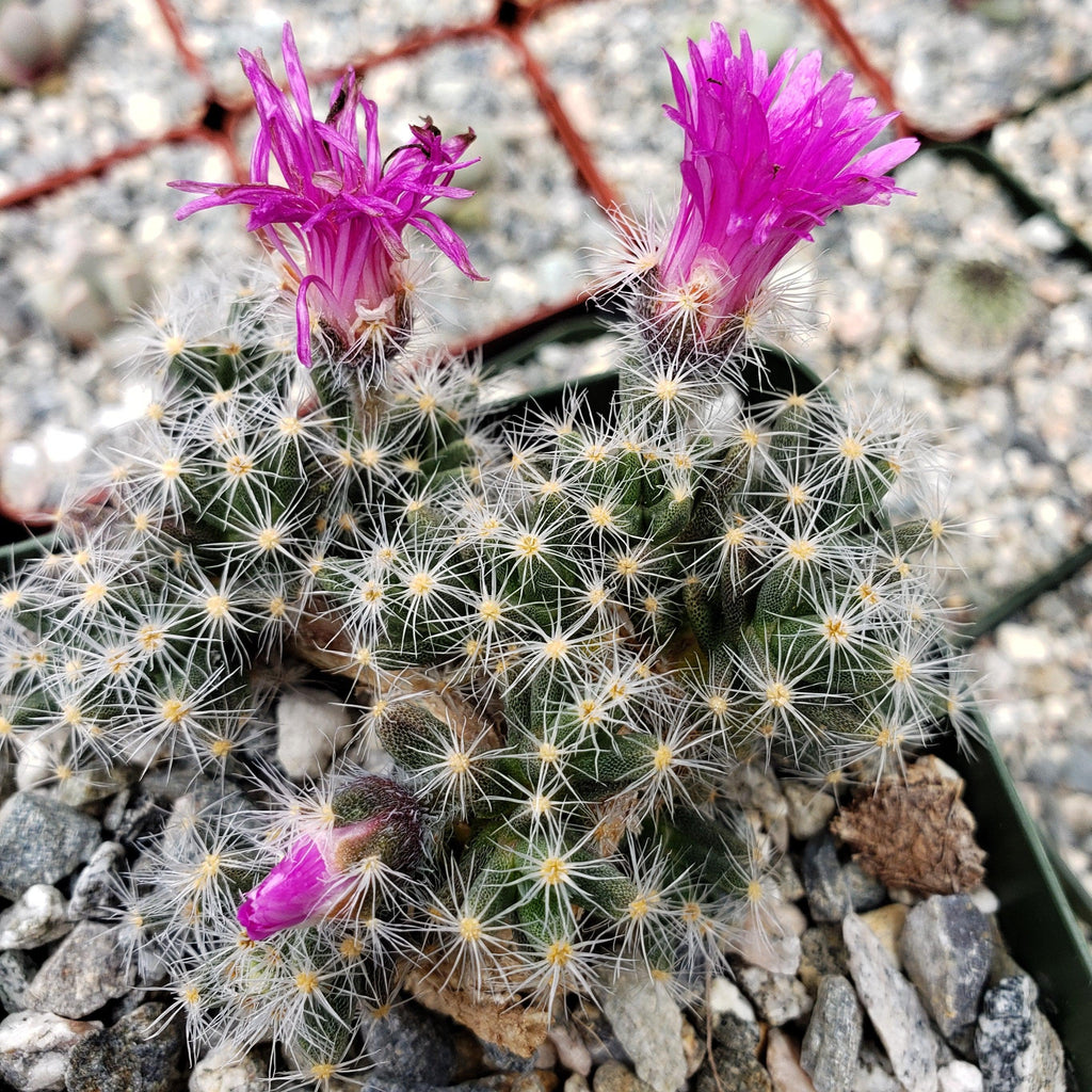 Trichodiadema densum