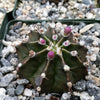 Gymnocalycium friedrichii