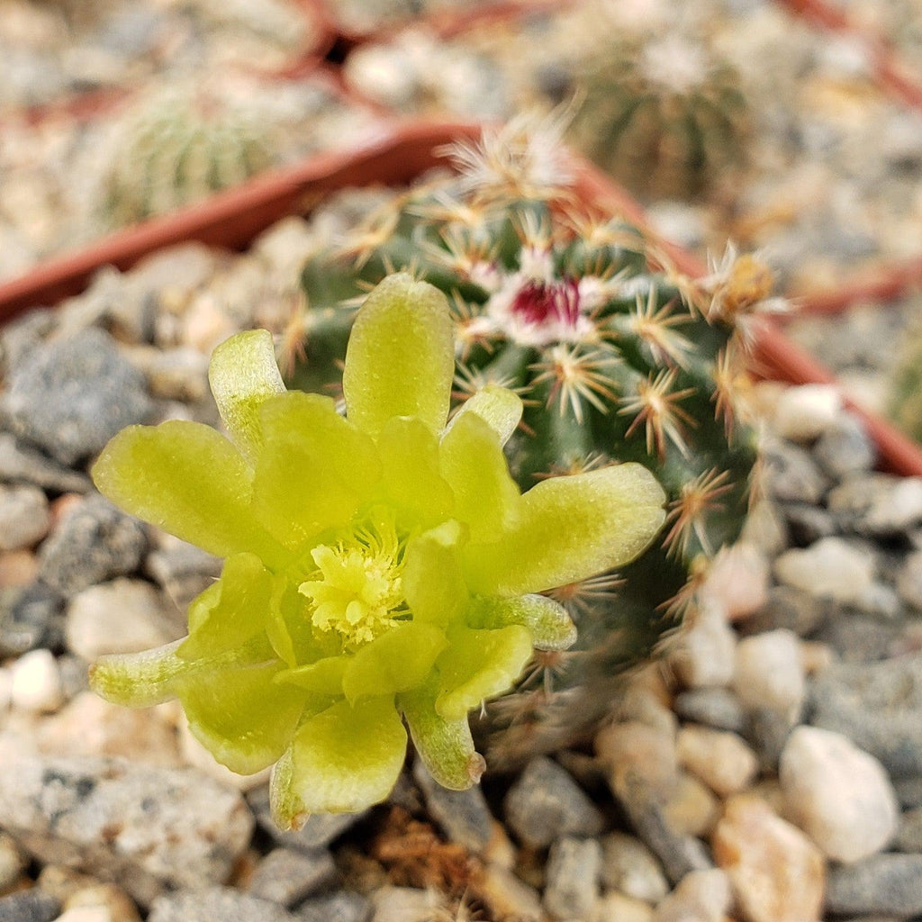 Echinocereus viridiflorus montanus