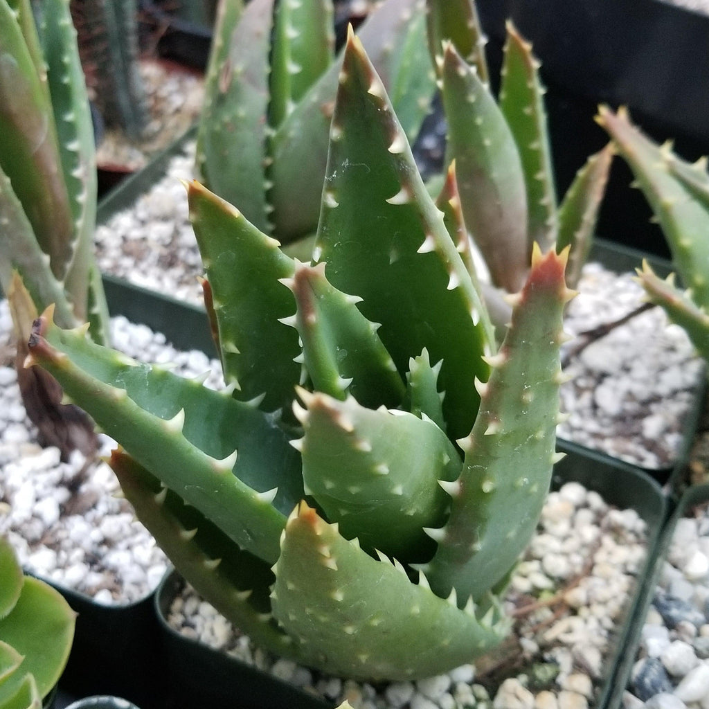 Aloe t-rex