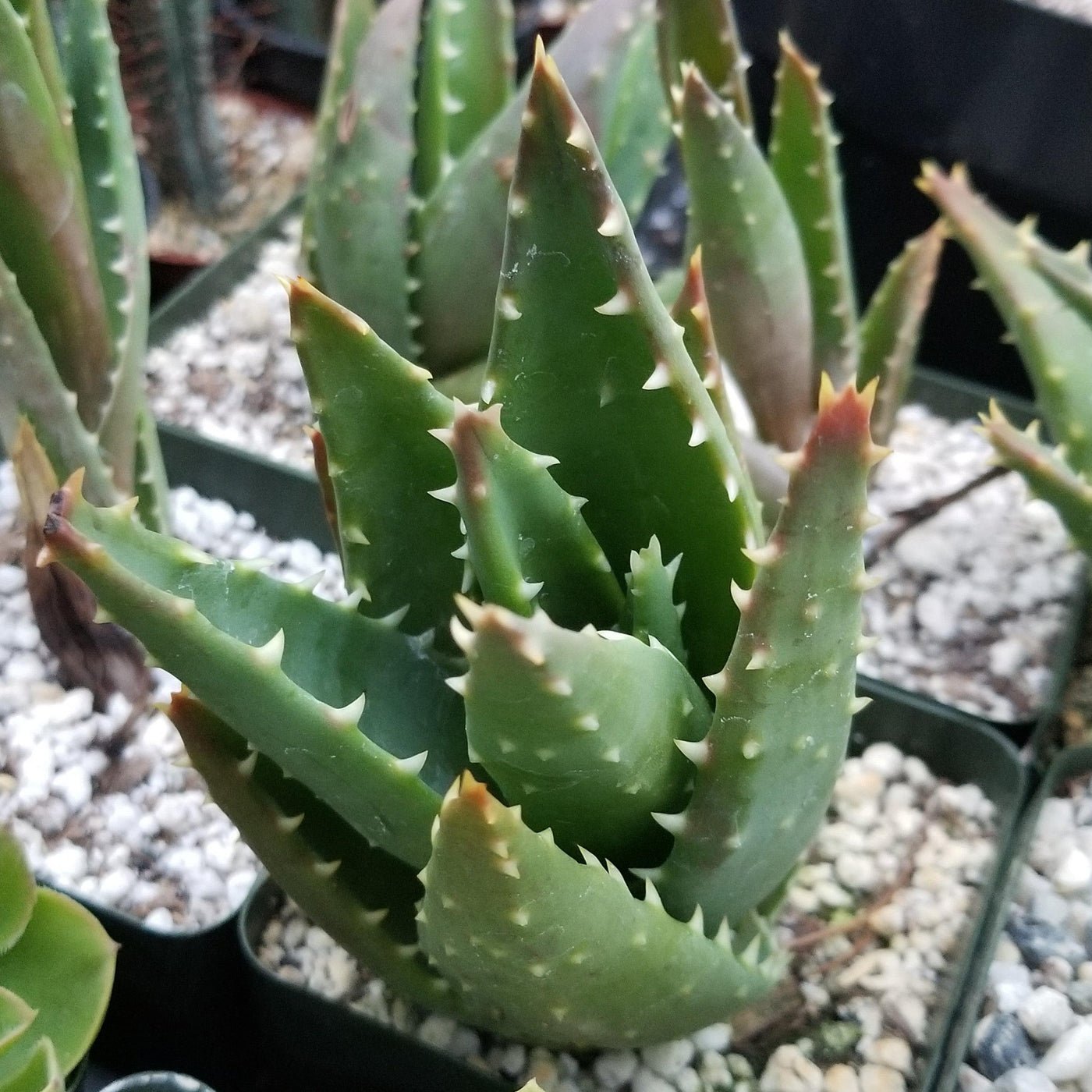 t rex succulent Aloe t-rex 6" Pot