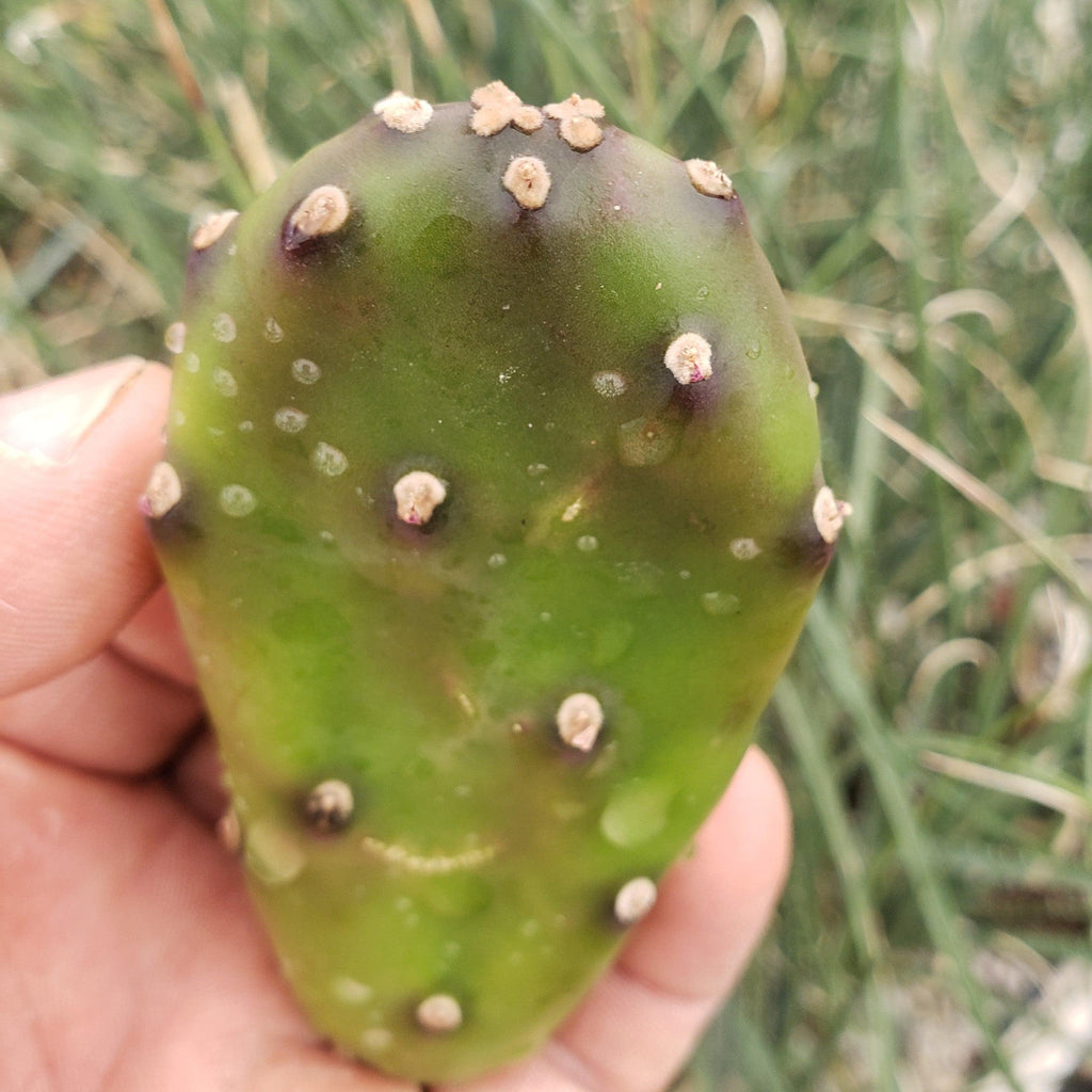 Opuntia canterae elata Cutting