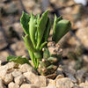 Monadenium stapelioides