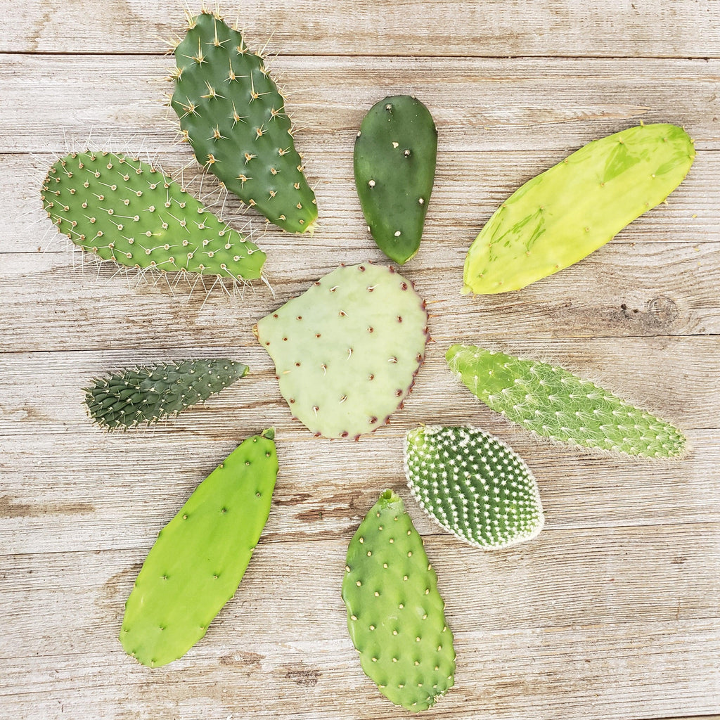 Opuntia pad 6 assorted cuttings