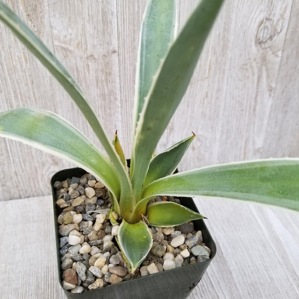 Variegated Caribbean Agave ‘Agave angustifolia marginata’