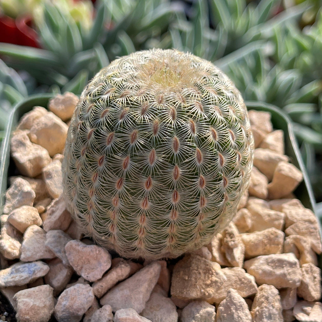 Echinocereus albiflora