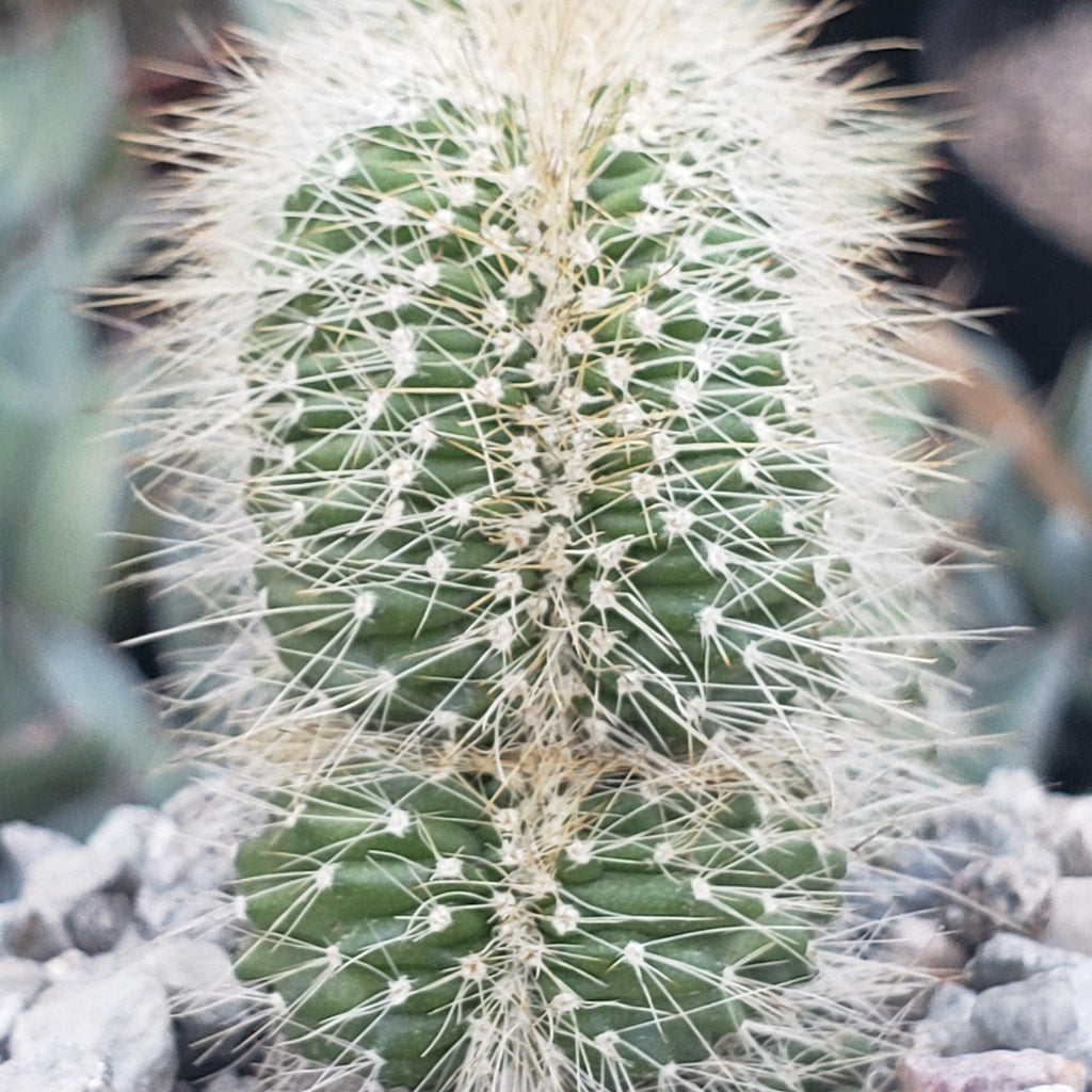 Neobuxbaumia polylopha cristata