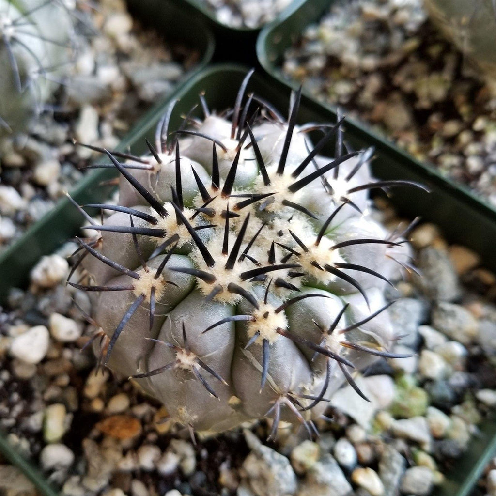 Copiapoa lembckei