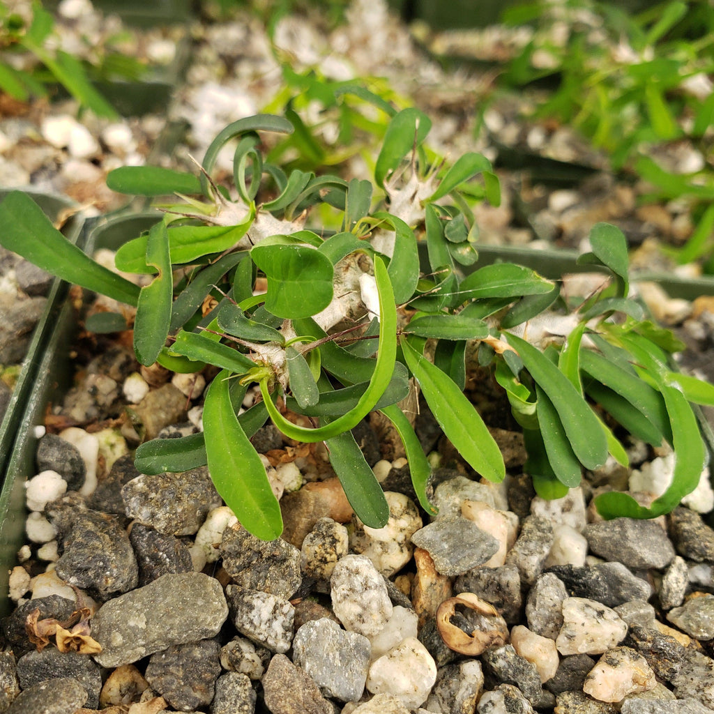 Euphorbia neobosseri