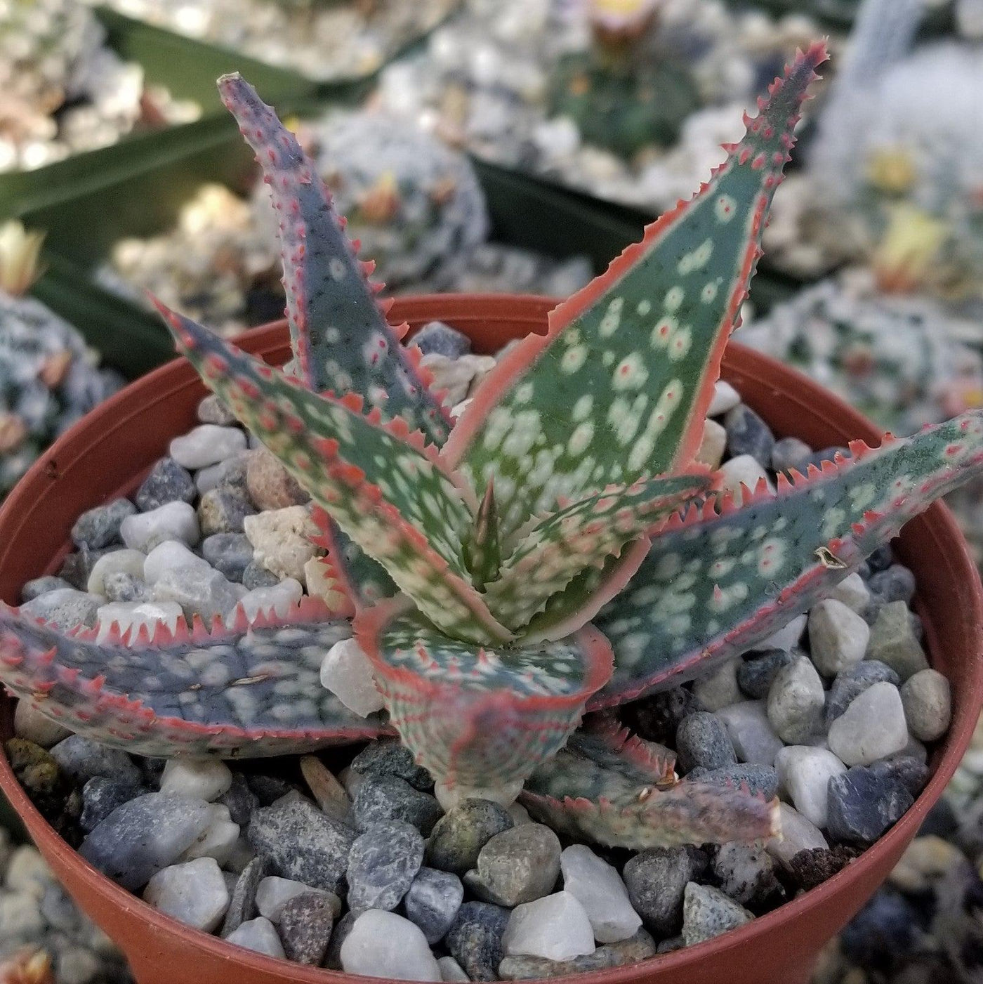 Aloe Hybrid