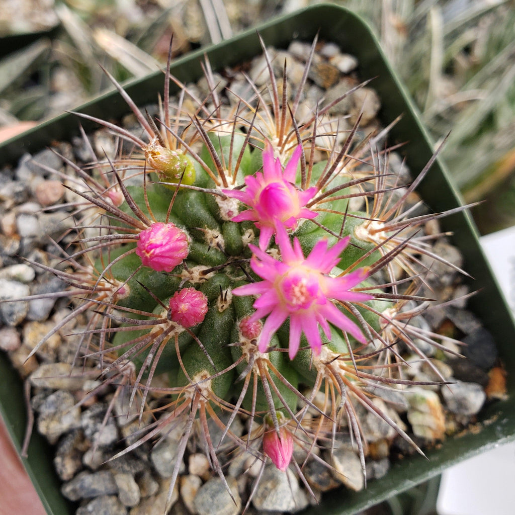 Neochilenia wagenknechtii