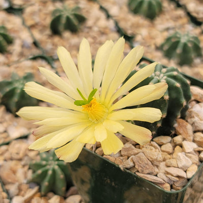 Echinocereus subinermis