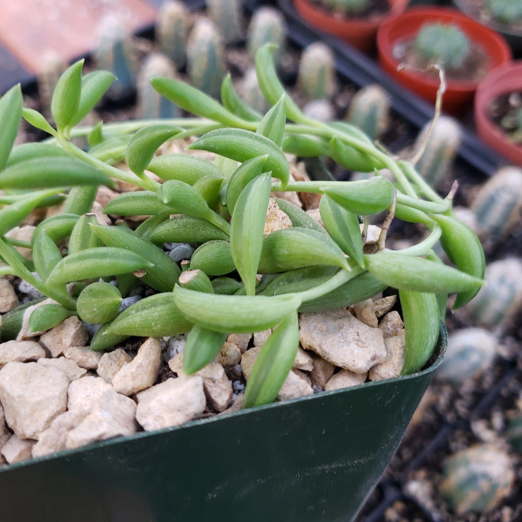 String of Fishhook Plant - Senecio Radicans &