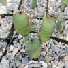 Euphorbia cooperi