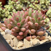 Pink Jellybean Succulent - Sedum rubrotinctum aurora