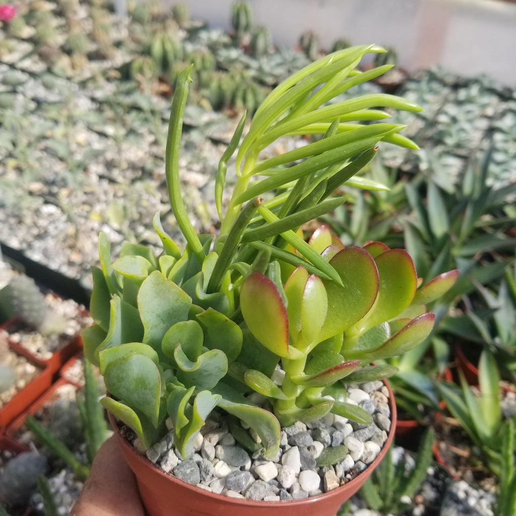 Succulent Garden Arrangement