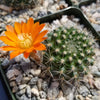 Rebutia flavistyla