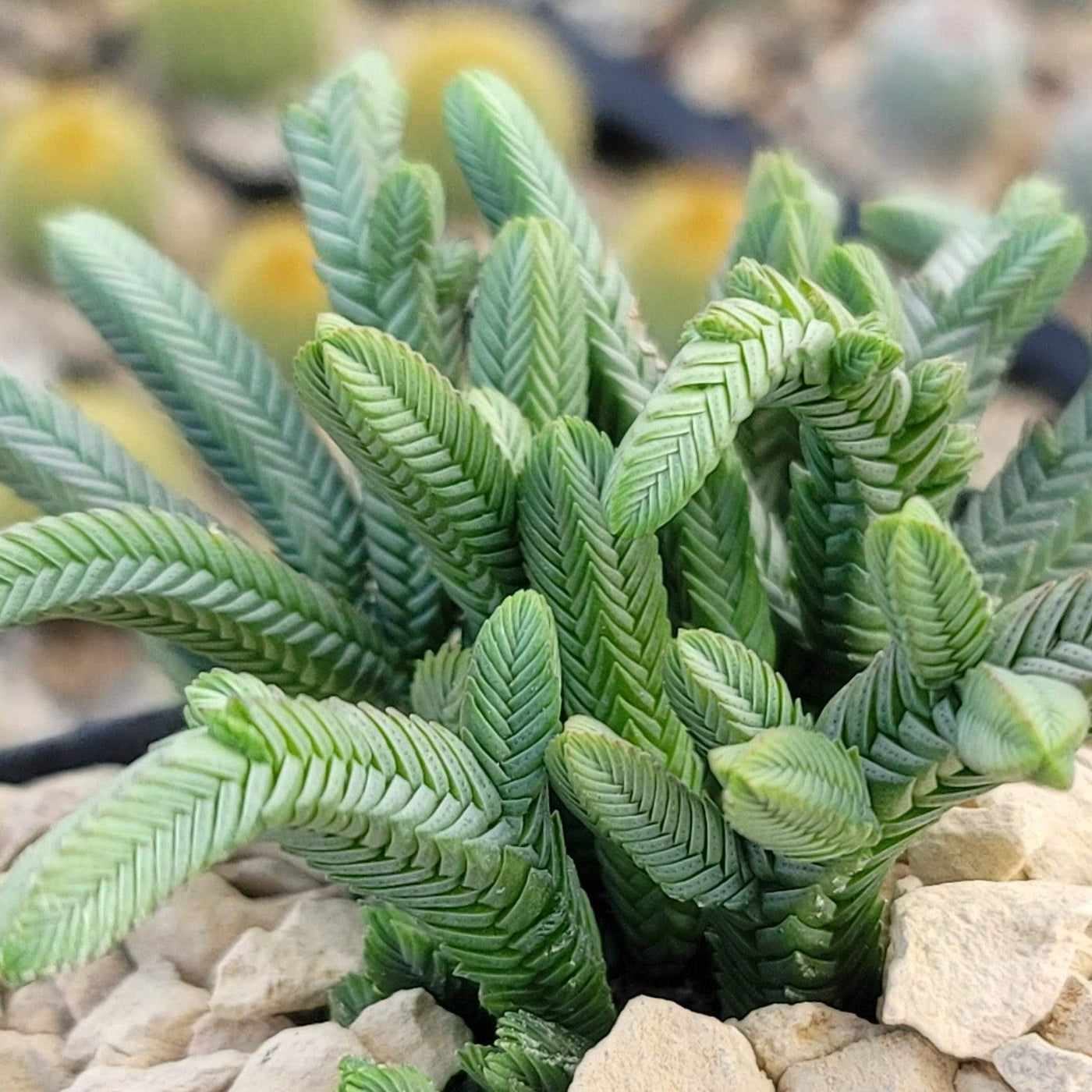 Shop ‘Crassula pyramidalis - Pagoda Mini Jade’ Care and Growing Guide ...