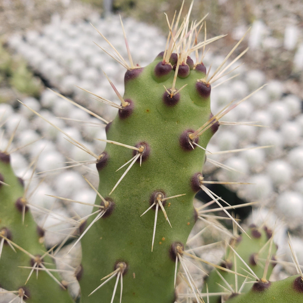 Opuntia consolea falcata cutting