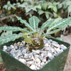 Dorstenia lancifolia