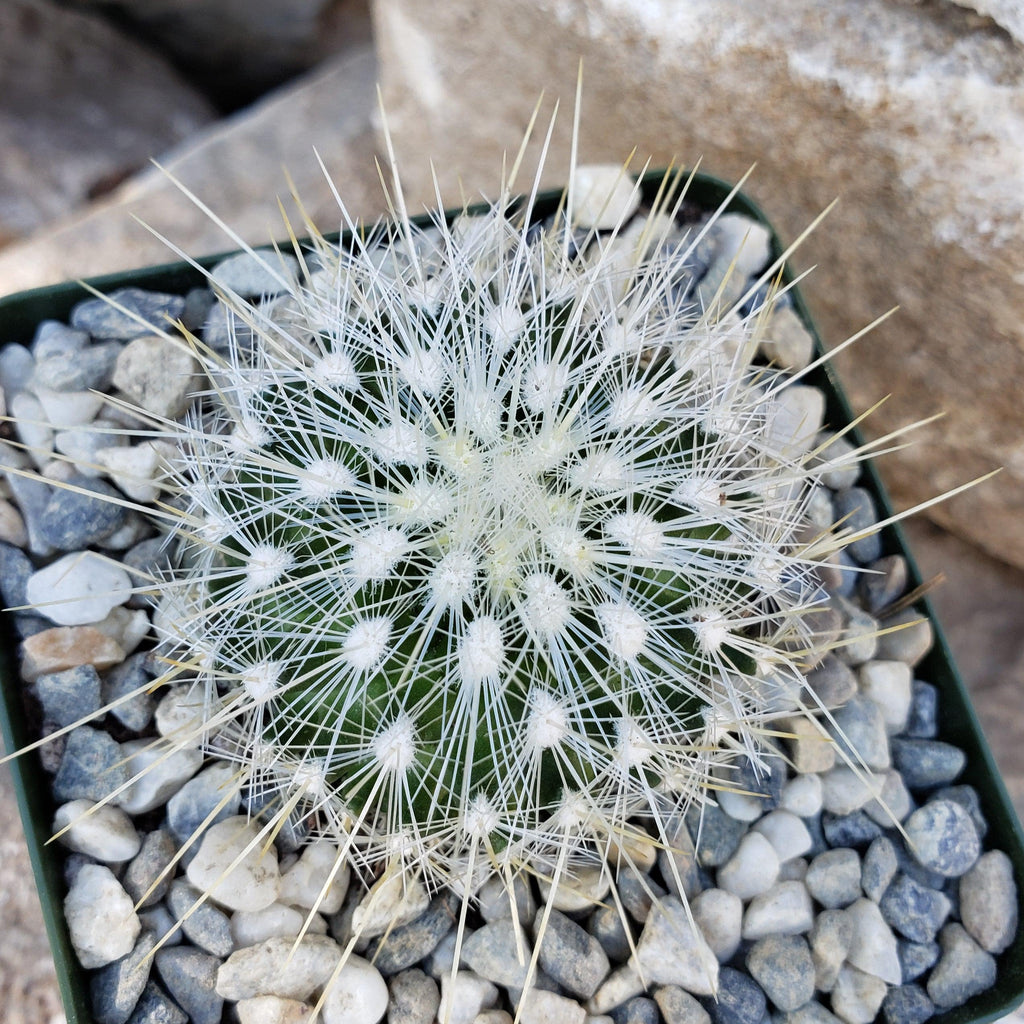 Thelocactus macdowellii