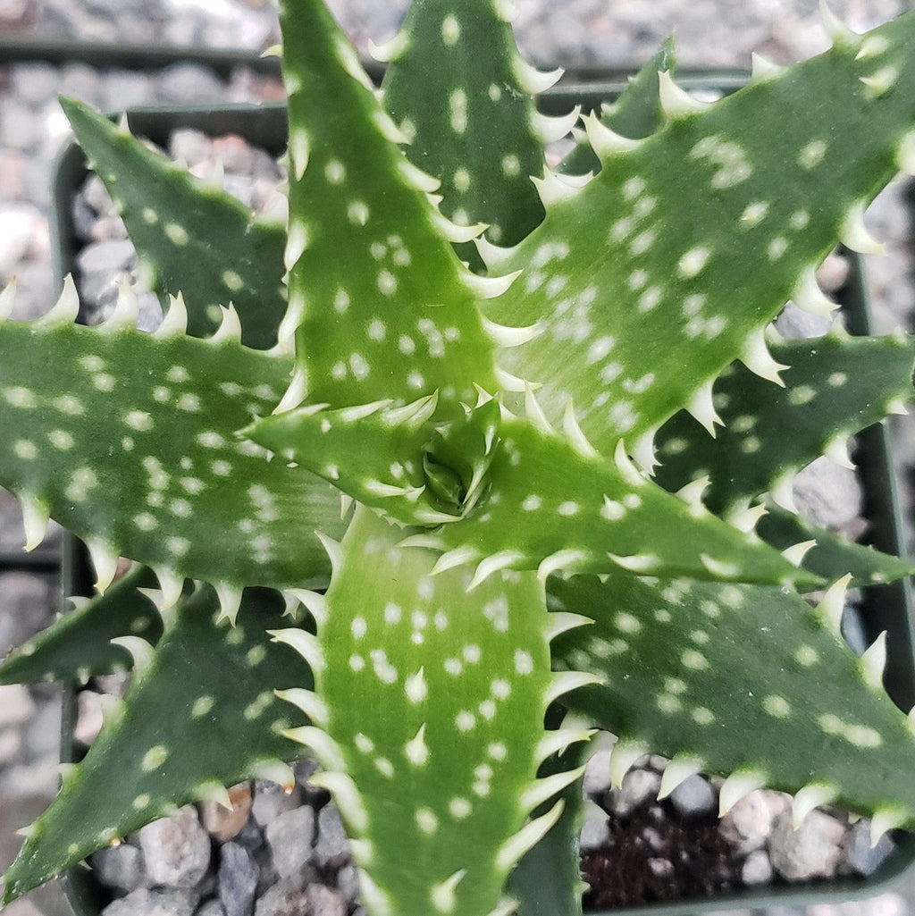 Aloe Minnie Belle