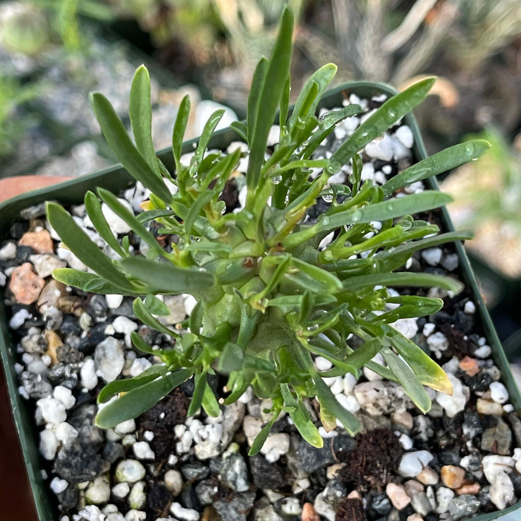 Euphorbia fasciculata schoenlandii