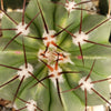 Melocactus caesius
