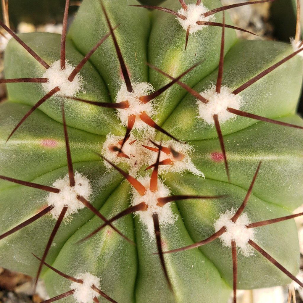 Melocactus caesius