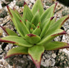 Echeveria agavoides lipstick