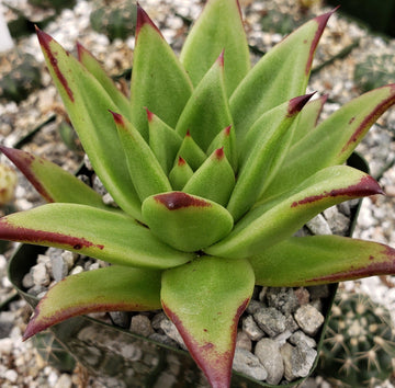 succulent triangular leaves Buy Echeveria Agavoides Lipstick Plant