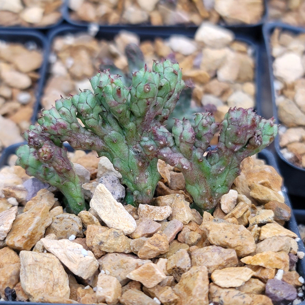 Euphorbia enopla coral