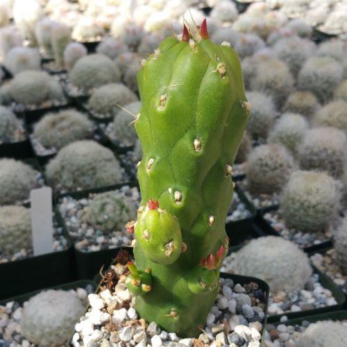 Austrocylindropuntia subulata monstrose cutting