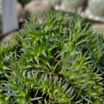 Euphorbia spiralis cristata