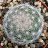 Mammillaria candida