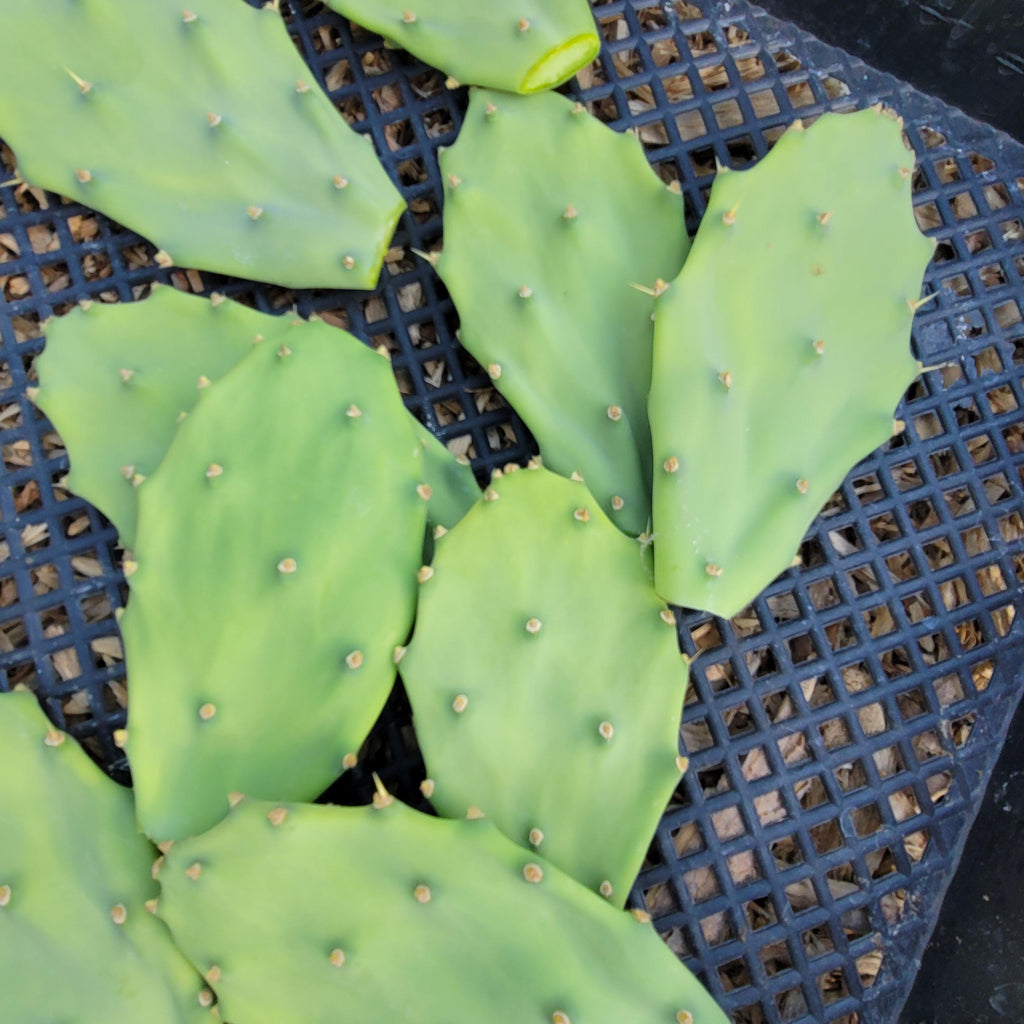 Opuntia Desert Ace Pad
