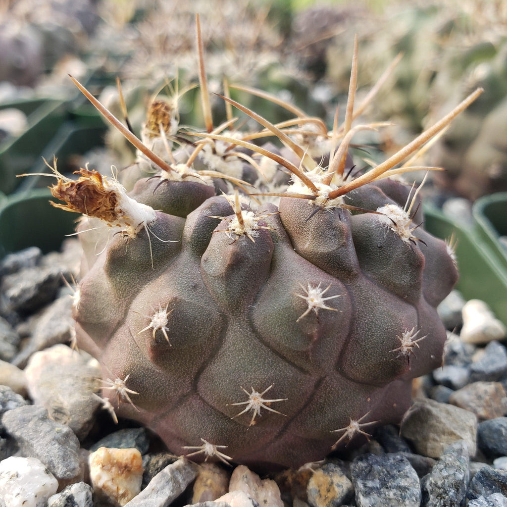 Neochilenia setosiflora