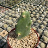 Opuntia quimilo