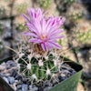 Echinofossulocactus ochoterenae