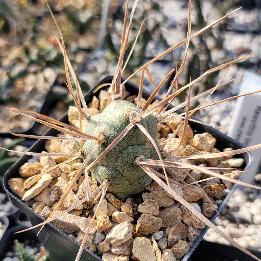 Tephrocactus aoracanthus