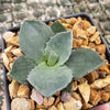 Agave Parryi Raulston