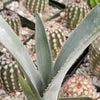 Blue agave - Agave Tequilana &