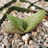 Aloe karasbergensis